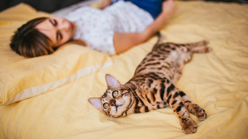 A Bengal cat lounging on a cozy yellow bed next to a relaxed guest, highlighting the home-like comfort of pet-friendly hotels.