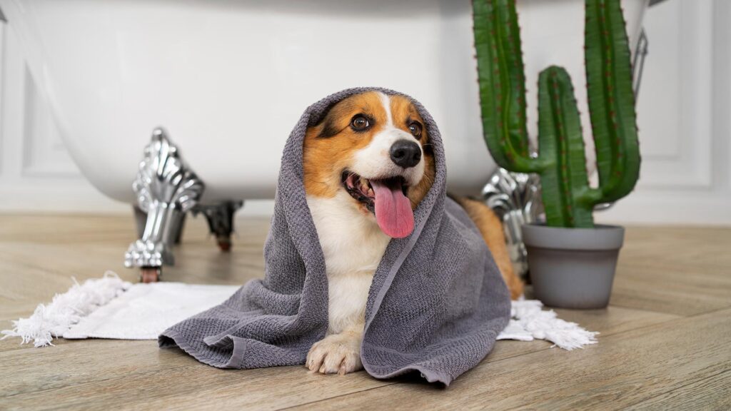 A happy corgi wrapped in a towel after a bath, relaxing near a bathtub in a stylish room, showcasing the upscale amenities offered by pet-friendly hotels.