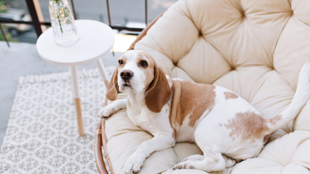 A beagle lounging on a comfy chair at a pet-friendly hotel, showcasing a cozy and welcoming atmosphere for pets and their owners.