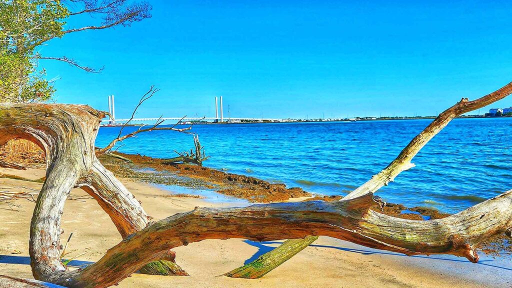 Driftwood rests on the sandy shore of Dewey Beach, Delaware, with a bridge in the distance and calm blue waters—perfect for peaceful, affordable beach vacations on the East Coast.