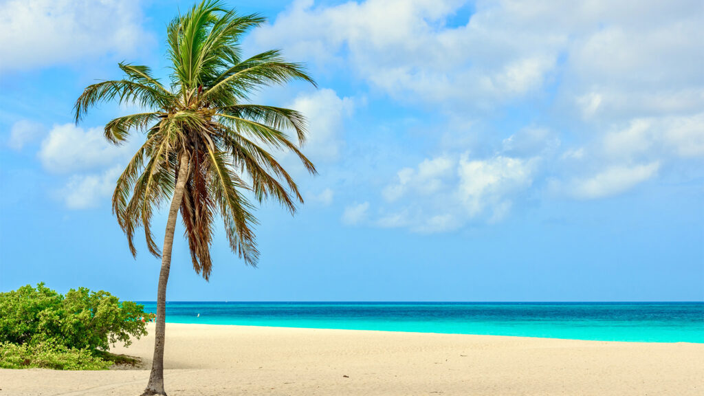 Palm tree on a peaceful beach in Aruba, perfect for all inclusive trips.