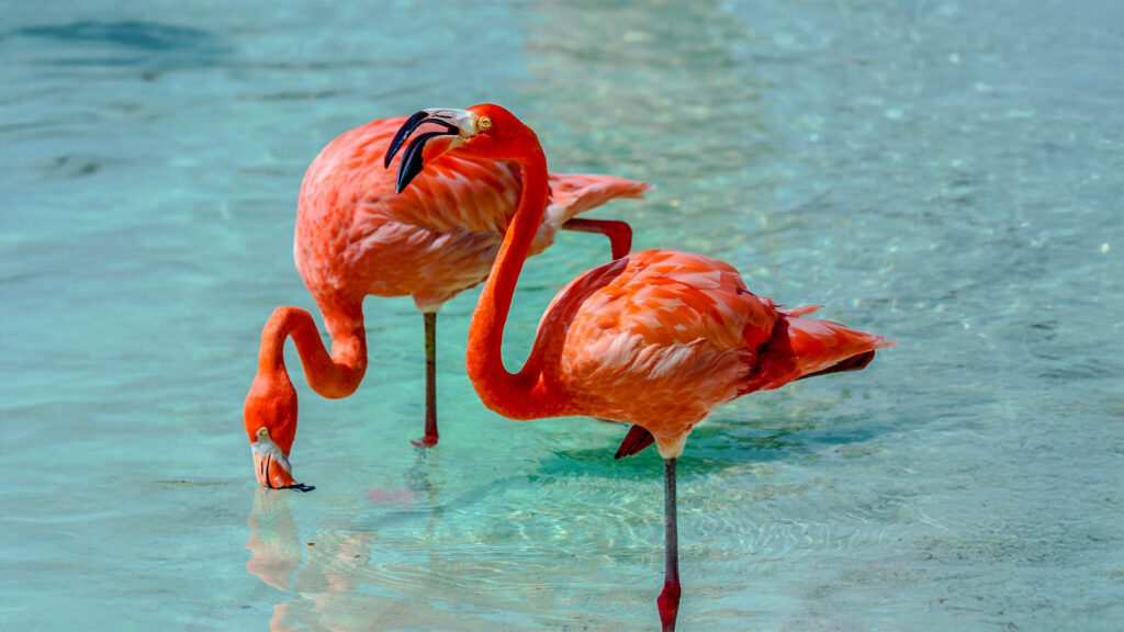 Two flamingos standing in clear waters in Aruba, perfect for all inclusive beach vacations.