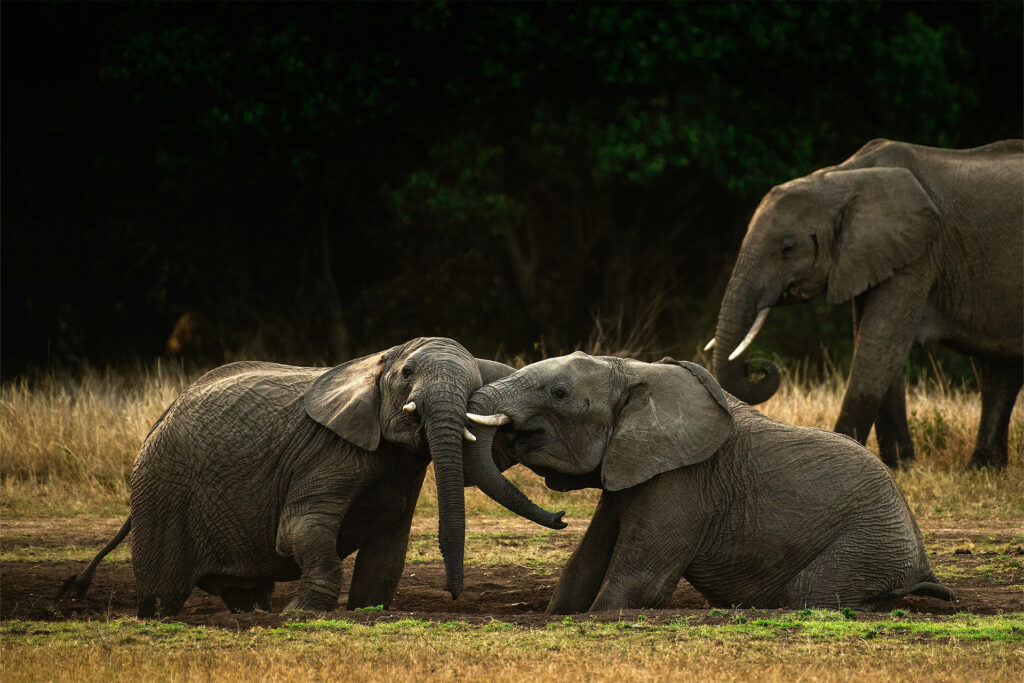 Two young elephants playfully interacting in a wildlife sanctuary – World Elephant Day
