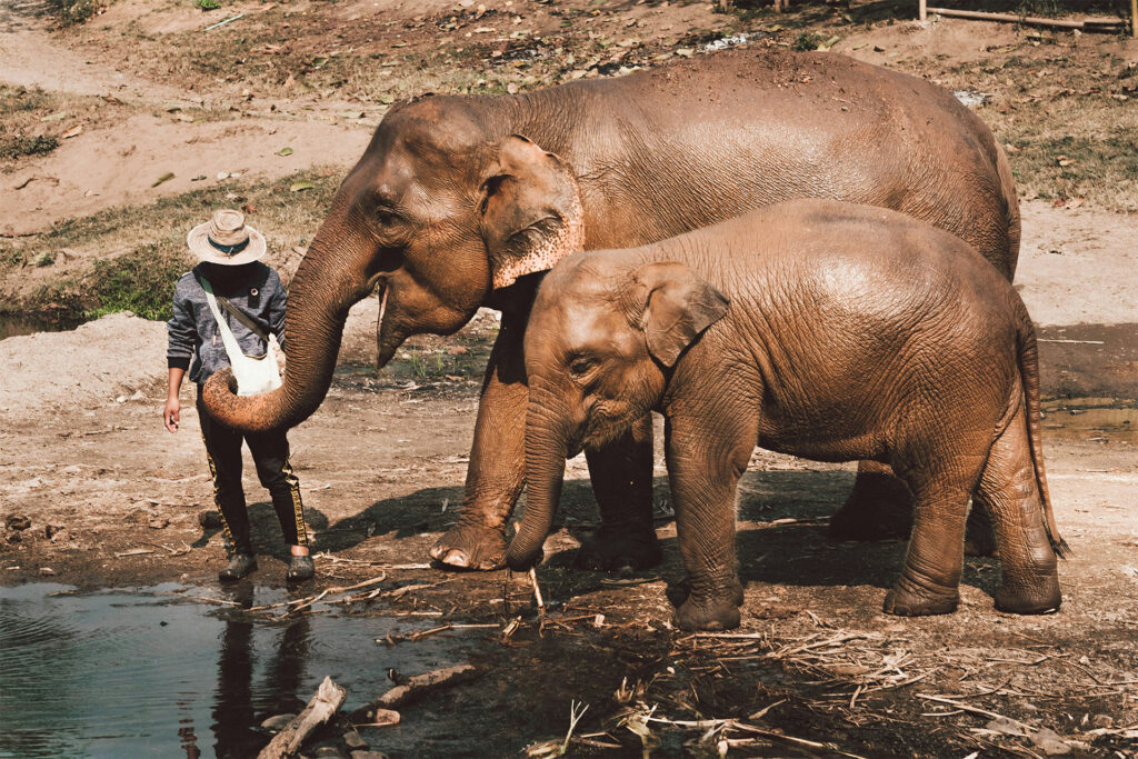 Asian elephants with caretaker at a wildlife sanctuary – World Elephant Day