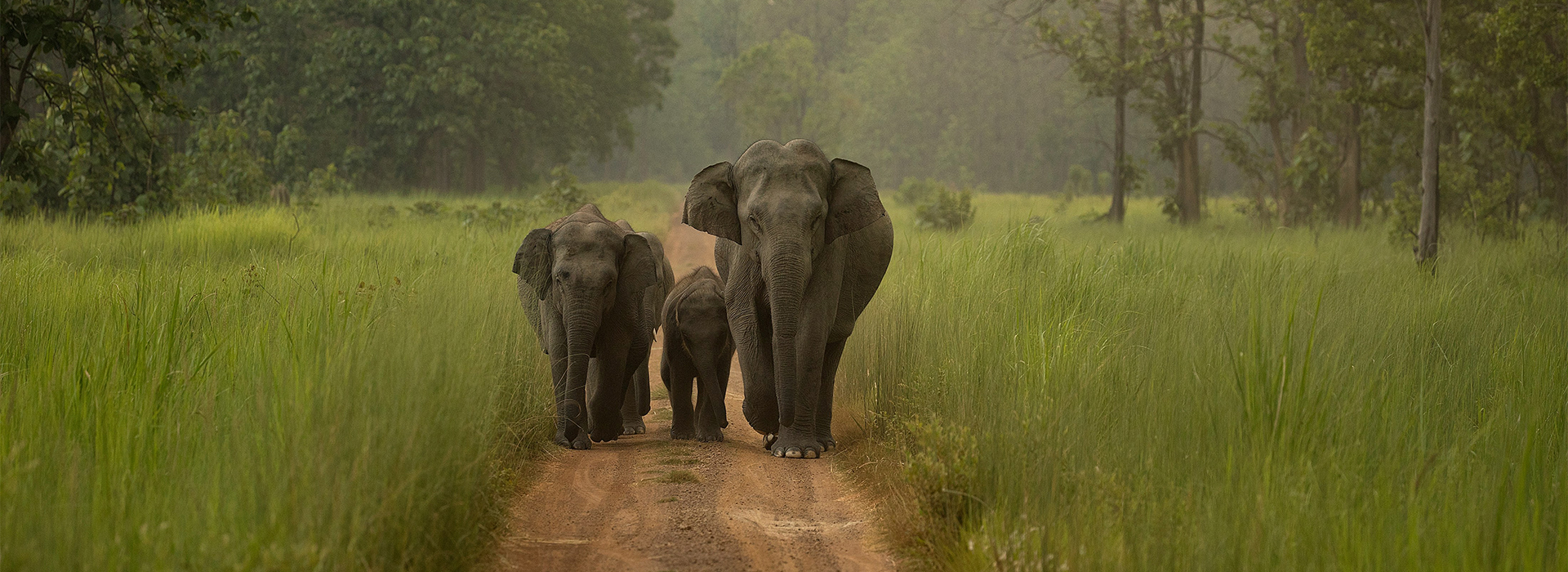 World Elephant Day 2025: 5 Wildlife Sanctuaries Protecting Elephants Across the Globe post thumbnail image