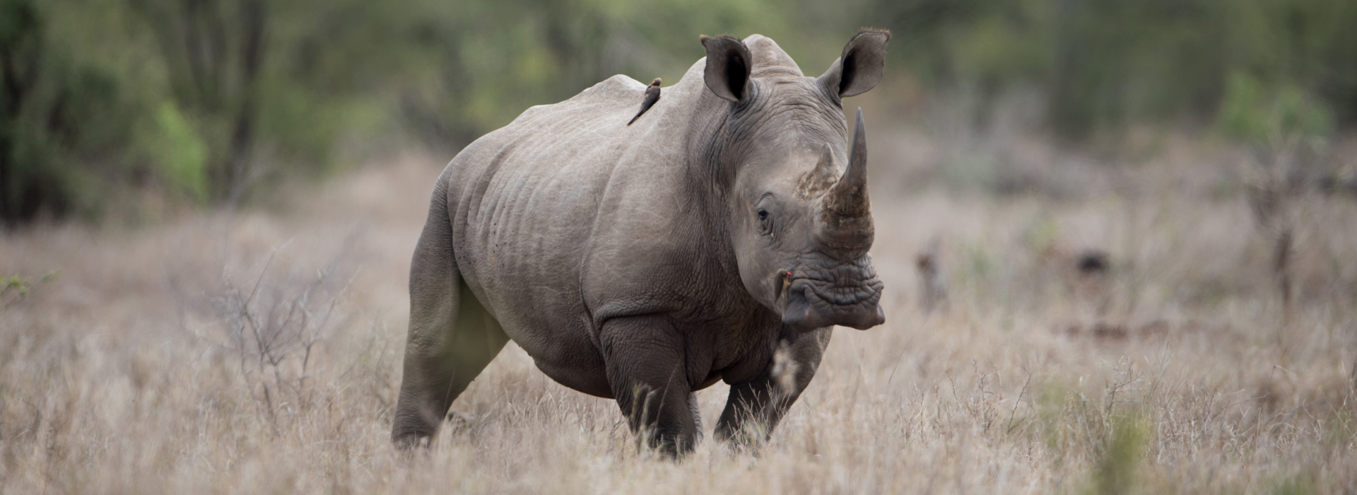 World Rhino Day 2025: Exploring the Best Rhino Conservation Reserves Worldwide post thumbnail image
