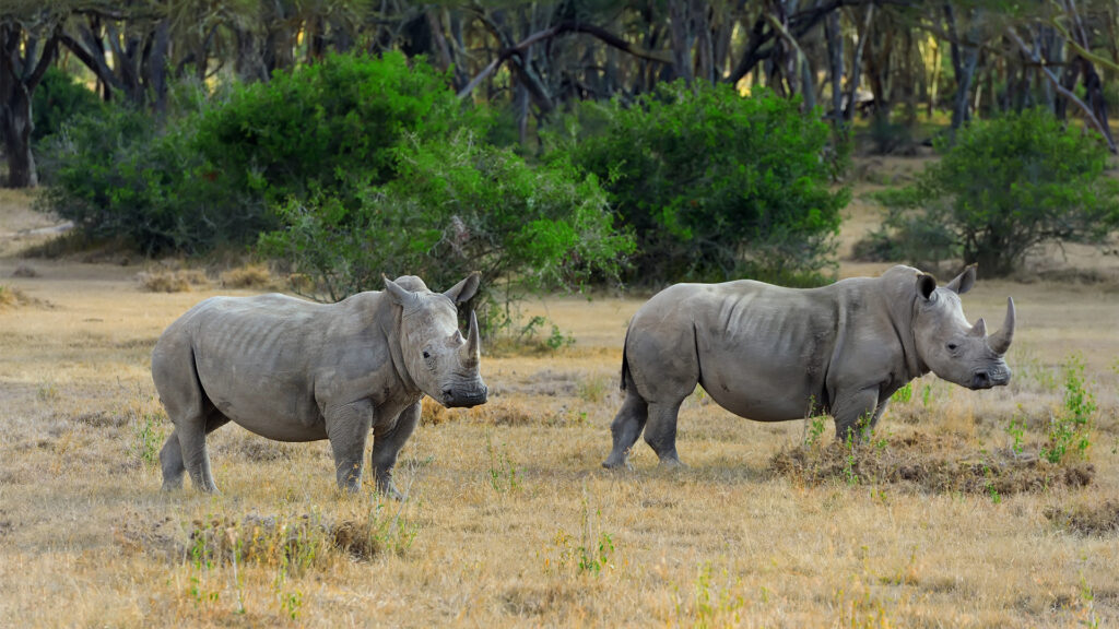 Two African white rhinos standing together in the wild, one with a horn more prominent than the other.