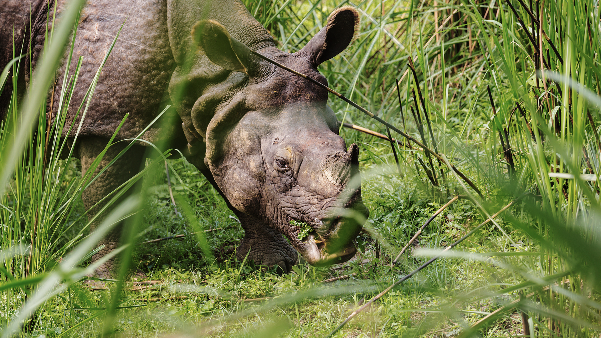 Top Rwino World Rhino Day 2025: Top Rhino Reserves Worldwide