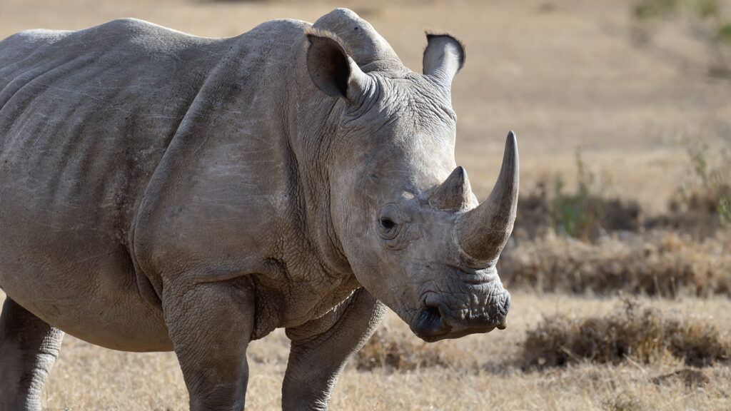 A close-up of a rhino's face, showing wrinkles and a pronounced horn.