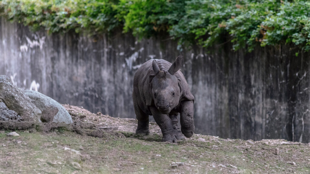 Baby white rhinoceros running through a zoo surrounded by wooden fences and greenery