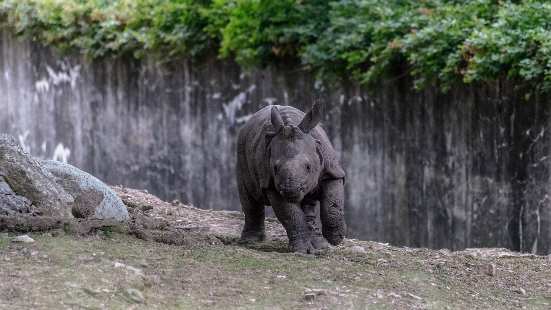 Top Rwino World Rhino Day 2025: Top Rhino Reserves Worldwide