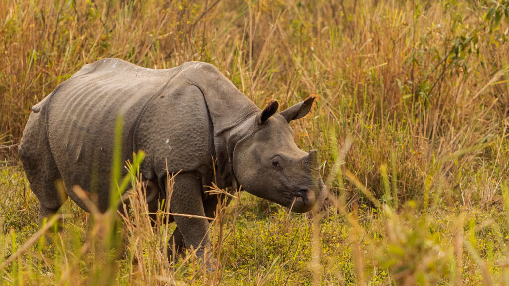 Really big endangered Indian rhinoceros male in the nature habitat of Kaziranga national park in India.