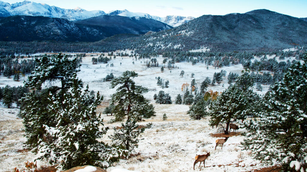 A serene winter scene with elk grazing on snow-covered plains — an ideal experience for those seeking peace and nature among the best places to visit in December in the US.