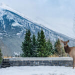 An elk stands in the snow with a mountainous backdrop in Alaska during December.