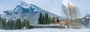 An elk stands in the snow with a mountainous backdrop in Alaska during December.