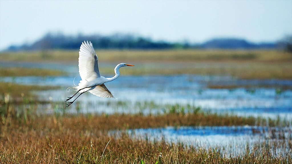 A majestic white egret flying over the Everglades, one of Florida's natural wonders in February.