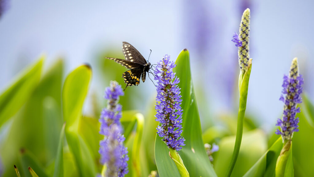 Spring Break Getaways showcasing a butterfly on blooming purple flowers in early spring