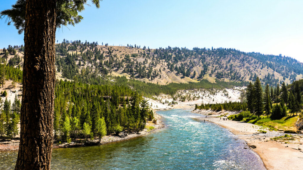 A serene river flowing through the Yellowstone National Park, surrounded by lush greenery and mountains. A scenic view perfect for nature lovers.