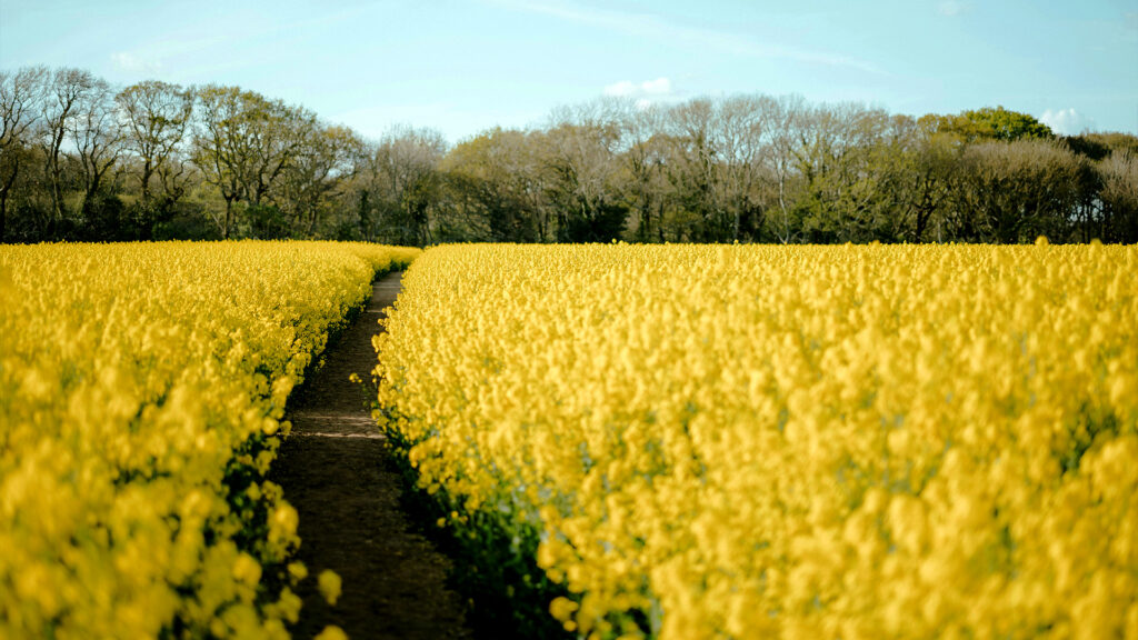 Spring Break Getaways highlighting golden flower fields and countryside paths in spring