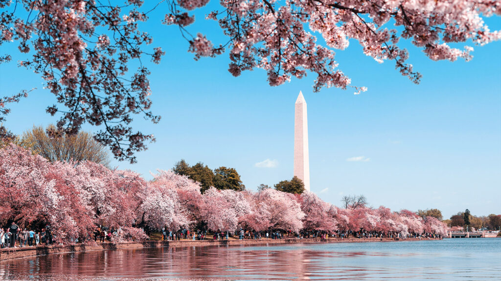 Spring Break Getaways featuring cherry blossoms near the Washington Monument in March