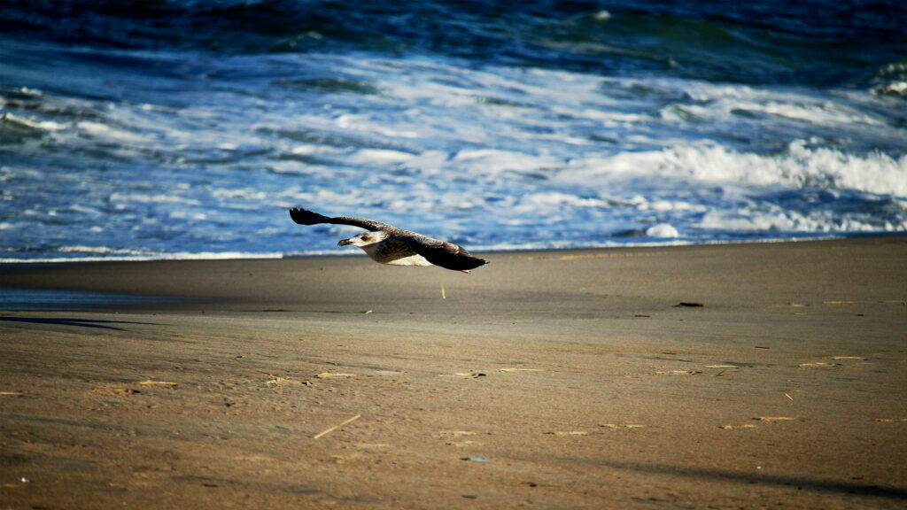 A seagull flying low over the sand, near the ocean waves, with a clear view of the beach and water in the background.