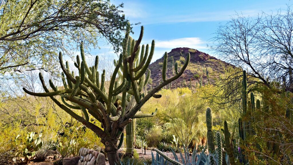 Spring Break Getaways showcasing Phoenix desert scenery with tall cacti and mountain views