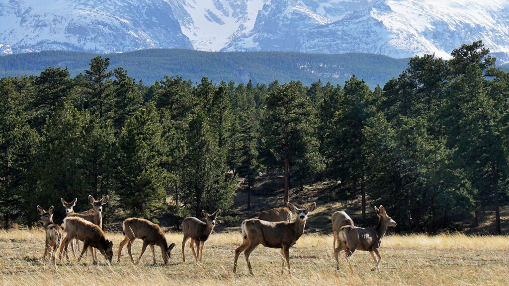 Mule deer grazing on the lush grass in Rocky Mountain National Park, surrounded by tall pine trees and snow-capped peaks.
