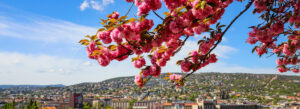 Spring Break Getaways banner featuring a city skyline framed by vibrant pink spring blossoms