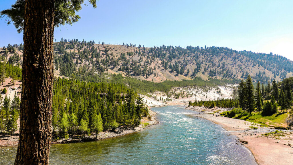 A tranquil view of a river flowing through Yellowstone National Park, surrounded by lush green forests and distant hills under a clear sky.