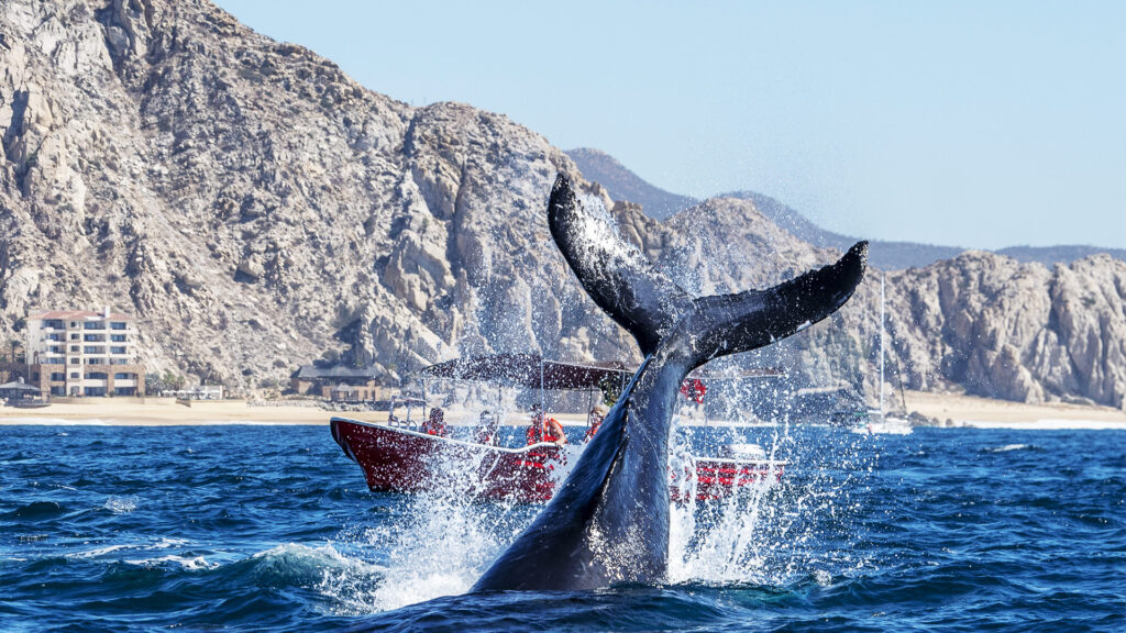 Whale tail splashing in the ocean near a tour boat, a popular activity during a San Diego family vacation