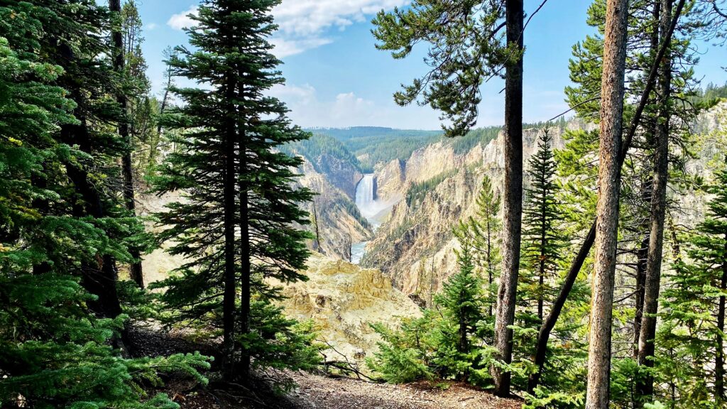 A breathtaking view of the Yellowstone Falls cascading through the lush green trees in Yellowstone National Park, creating a dramatic landscape.