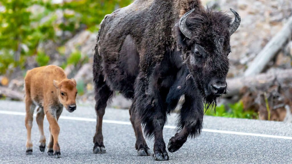 A bison mother and her calf walking along a road in Yellowstone National Park, with the picturesque landscape of trees and greenery in the background.